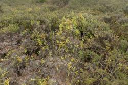 Lycopodiella cernua. Plants growing amongst scrub on thermally heated soil.
 Image: L.R. Perrie © Leon Perrie CC BY-NC 4.0